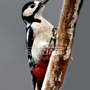 Great Spotted Woodpecker Male