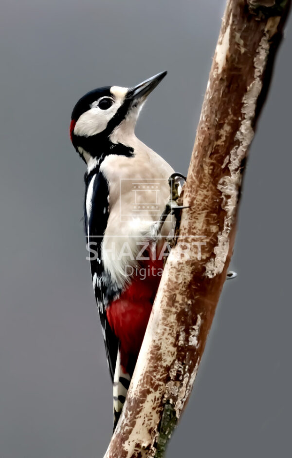 Great Spotted Woodpecker Male