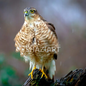 Sparrow Hawk