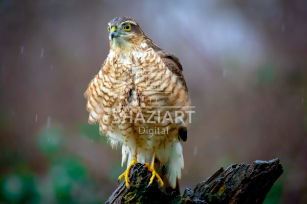 Sparrow Hawk