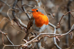 Robin at Dunham Massey