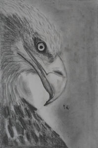 This striking graphite pencil sketch captures the powerful presence and intense gaze of an eagle.