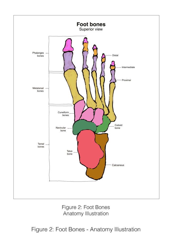 Foot Bones