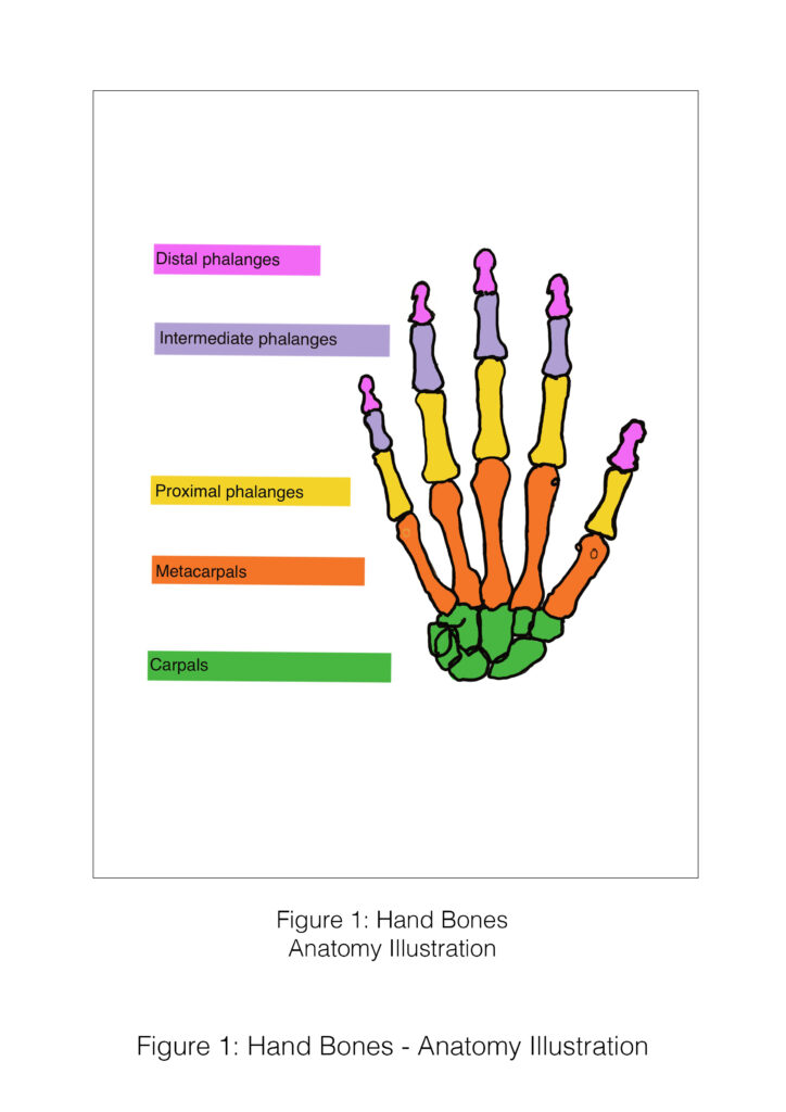 Hand Bones