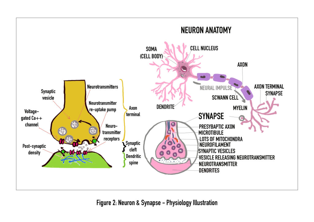 Neuron & Synapse