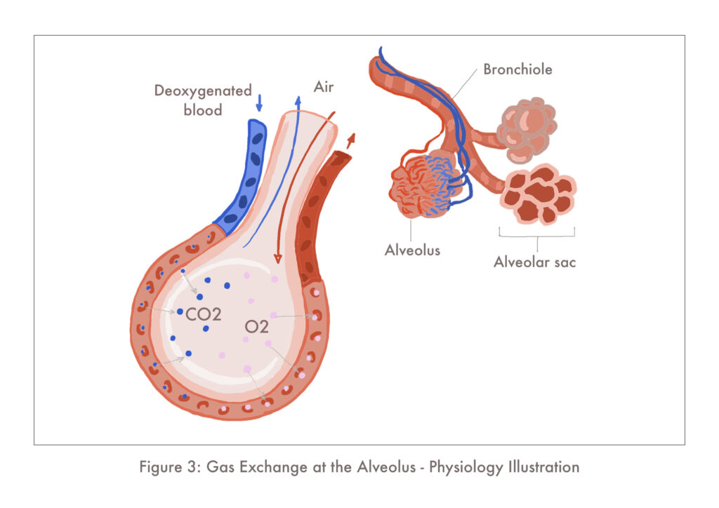Respiratory Physiology