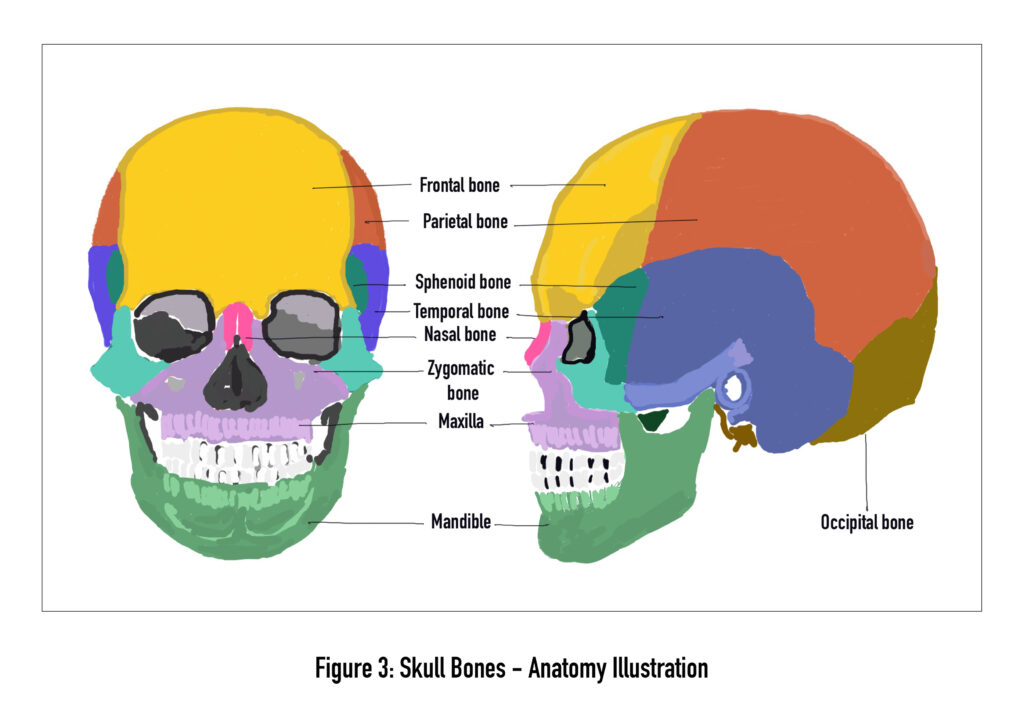 Skull Bones