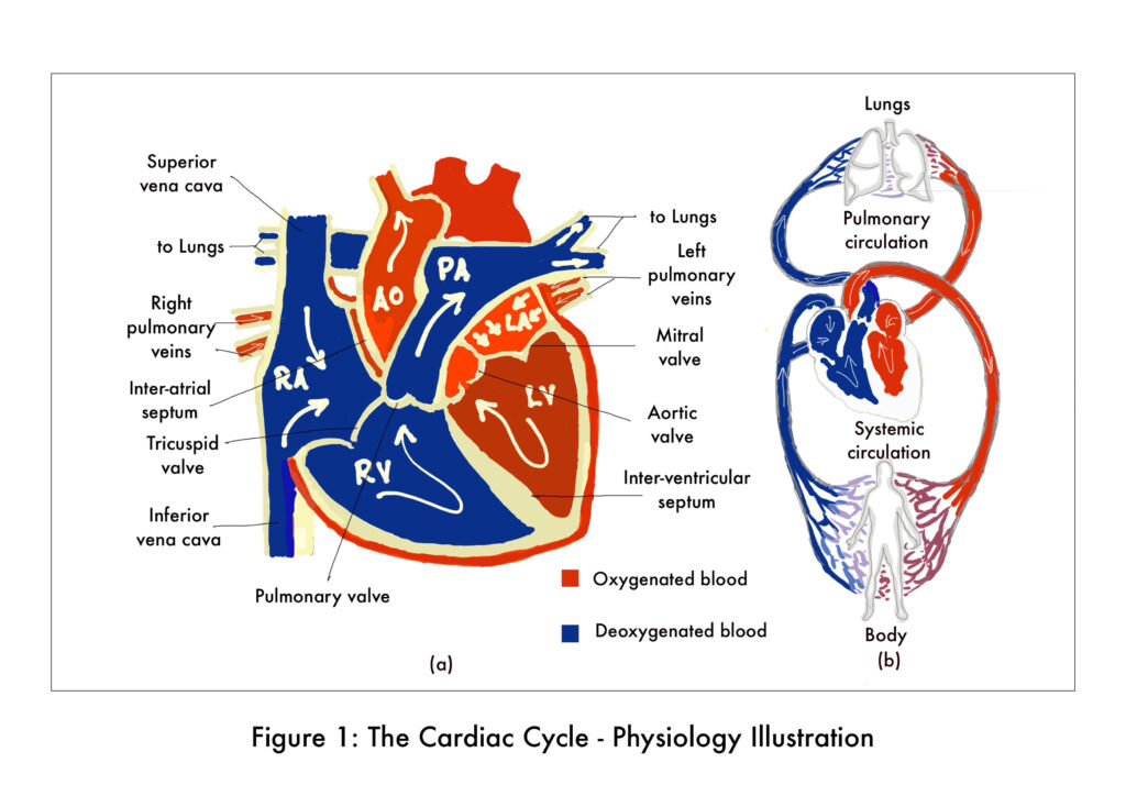 The Cardiac Cycle